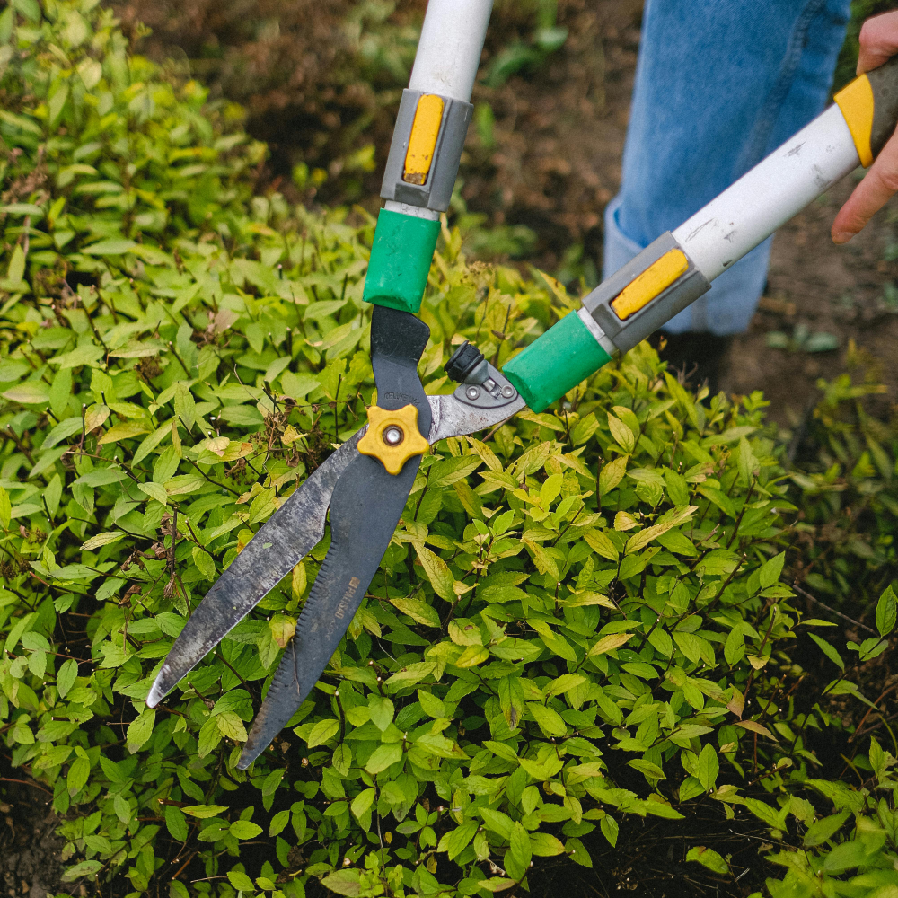 bush-trimming-lawn-cleaning-georgia