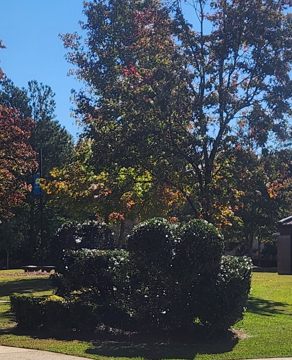 bush-trimming-services-georgia