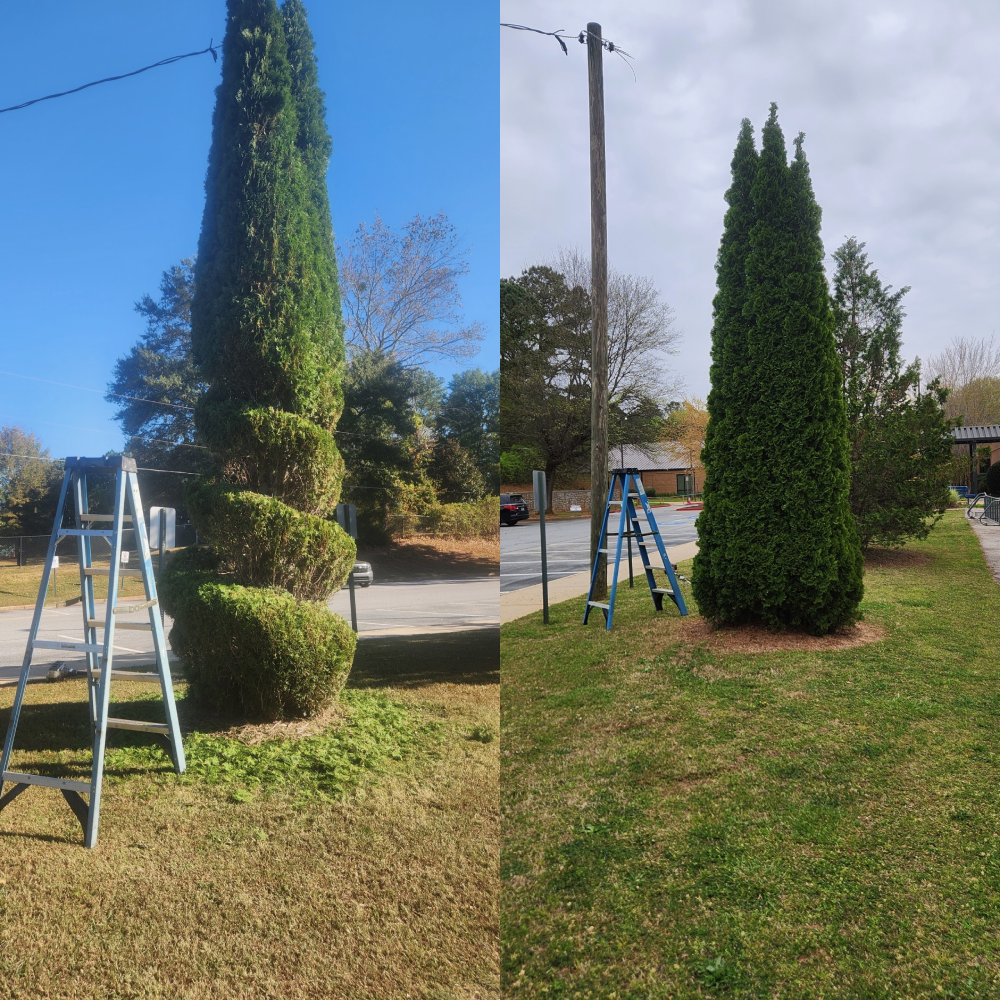 georgia-tree-and-bush-trimming-services